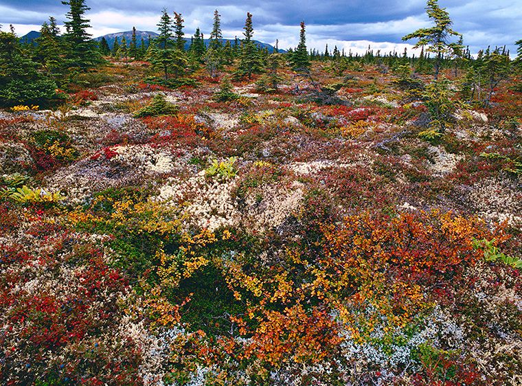 'Tundra, Iliamna', 199820" X 24" / $1,50024” x 30” / $2,25030"x 40" / $3,500The signed, limited edition of 33, includes all of the above sizes. Print will be shipped directly to client's framer. TUNDRA, ILIAMNA, 1998