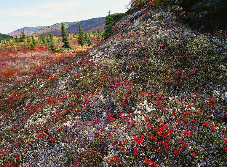 TUNDRA-COVERED BLUFF, 2009Photograph not currently available as print. For commercial use reproduction rights contact our studios at: peace2rth@mac.com TUNDRA-COVERED BLUFF, 2009