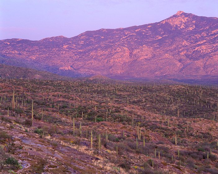 SAGUARO DUSK ,  199316"X 20"/$80020” x 24”/$95024” x 30”/$1,50030” x 40”/$2,250The signed, limited edition of 33, includes all of the above sizes.  Print will be shipped directly to client's framer. SAGUARO DUSK ,  1993
