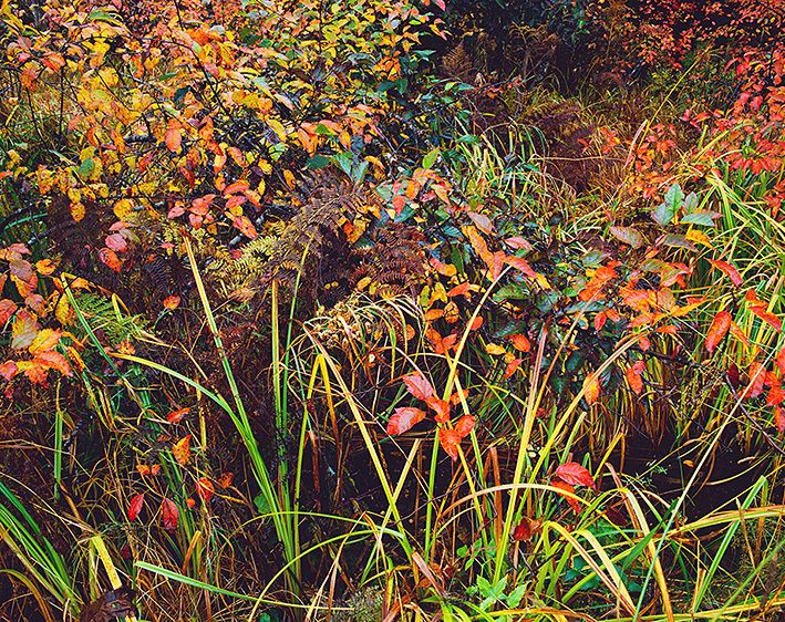 FALL COMES TO THE FOREST EDGE, 1986