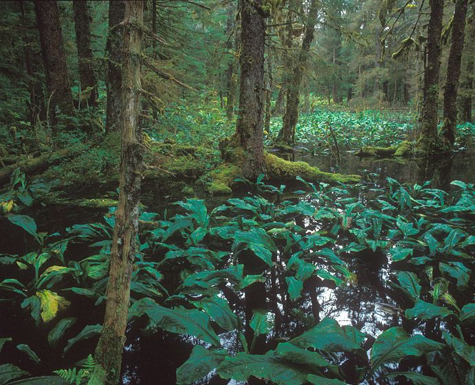 BLACKWATER SWAMP AND SKUNK CABBAGE, 1986