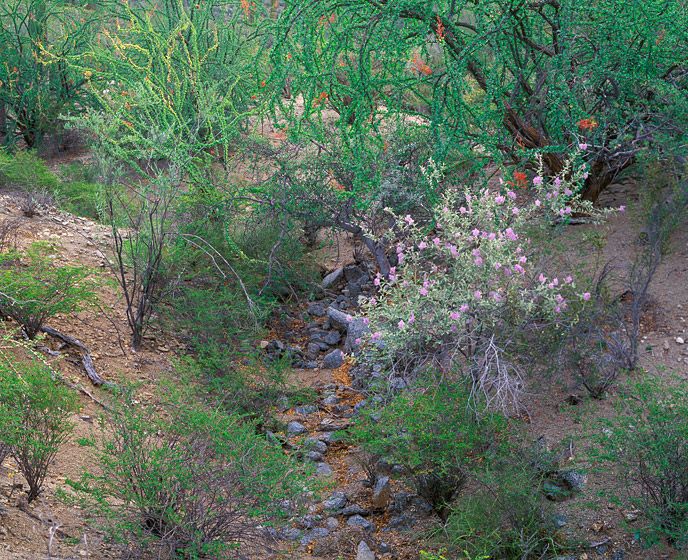 (UNTITLED)Photograph not currently available as print.  For commercial use and reproduction rights contact our studios at peace2rth@mac.com. (UNTITLED)