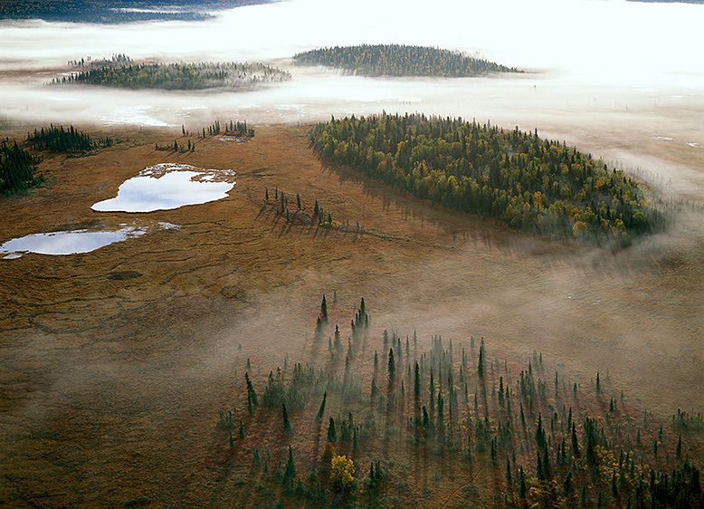 TREE ISLANDS AND MORNING FOG, 199920” x 24” / $1,50024” x 30” / $2,25030” x 40” / $3,500The signed, limited edition of 33, includes all of the above sizes. Print will be shipped directly to client's framer. TREE ISLANDS AND MORNING FOG, 1999