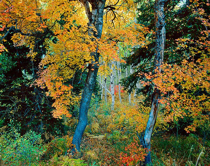 PORTAL TO ANOTHER WORLD, 1989