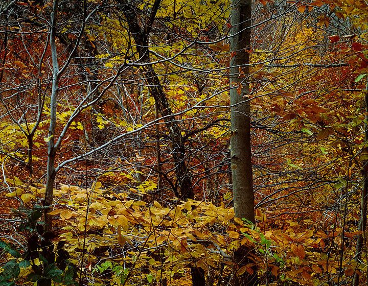THE YELLOW BROOK ROAD, 1981 All prints are VINTAGE Cibachrome/Ilfochromemade prior to 1985 by Master Printer, Michael Wilder.ORDER FROM CHAOS, NEW WORK and NEW WORK, TOO a complete portfolio of 18-signed, limited edition prints w/catalog: $150,000 (Only 1 complete portfolio is still available.) THE YELLOW BROOK ROAD, 1981