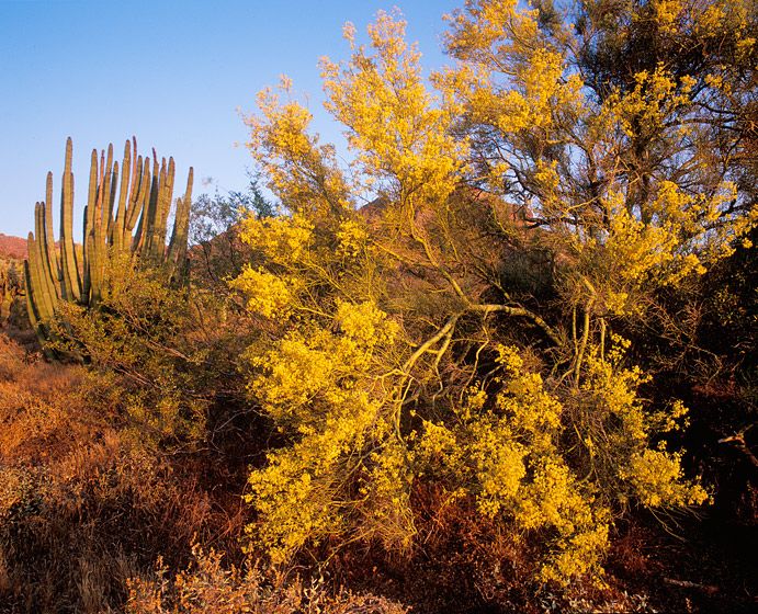 EVENING LIGHT, ORGAN PIPE,  199620” x 24”/$95024” x 30”/$1,50030” x 40”/$2,250The signed, limited edition of 33, includes all of the above sizes.  Print will be shipped directly to client's framer. EVENING LIGHT, ORGAN PIPE,  1996