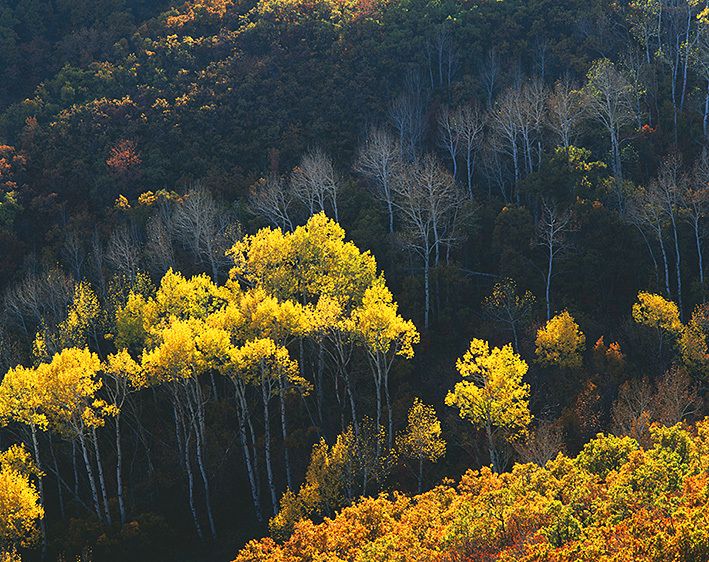 LAST LIGHT IN THE HOLLOW, 1989