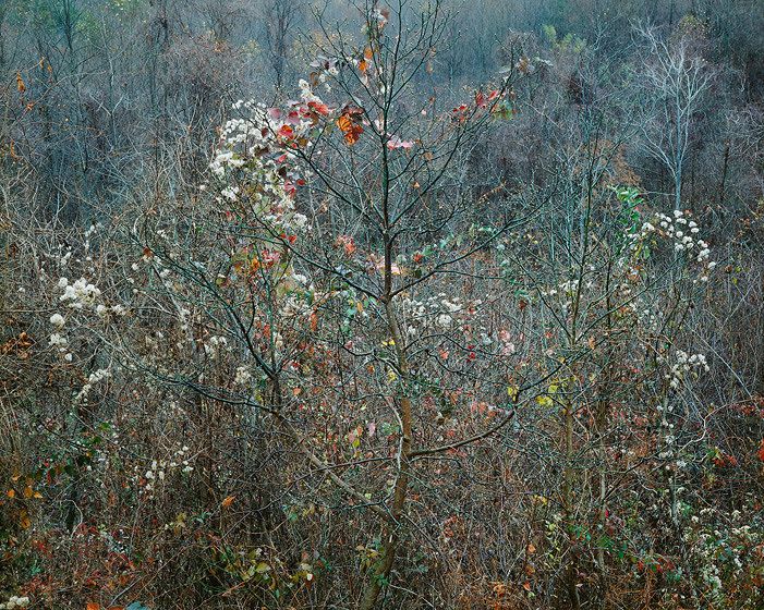 DREAMING, 1982All prints are VINTAGE Cibachrome/Ilfochromemade prior to 1985 by Master Printer, Michael Wilder.ORDER FROM CHAOS, NEW WORK and NEW WORK, TOO a complete portfolio of 18-signed, limited edition prints w/catalog: $150,000 (Only 1 complete portfolio is still available.) DREAMING, 1982