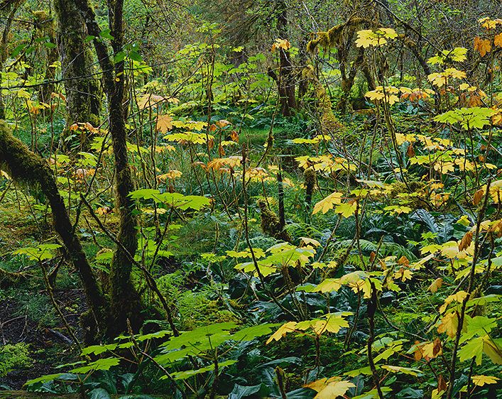 KADASHAN I (DEVIL'S CLUB), 1986