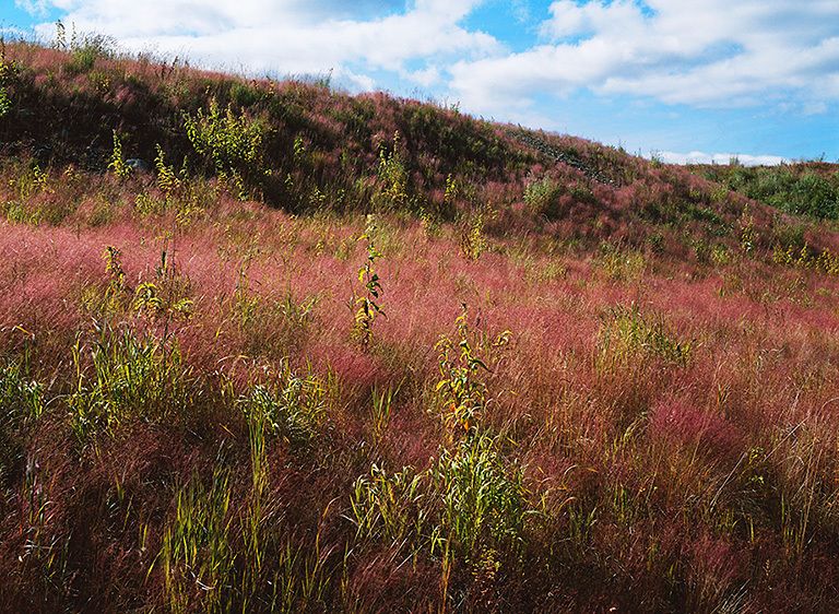 FOXTAIL GRASS, LAZY AFTERNOON, 2008