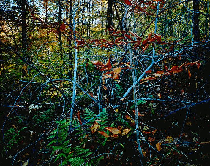 ALTAR / APPARITION IN BLUE, 1981All prints are VINTAGE Cibachrome/Ilfochromemade prior to 1985 by Master Printer, Michael Wilder.ORDER FROM CHAOS, NEW WORK and NEW WORK, TOO a complete portfolio of 18-signed, limited edition prints w/catalog: $150,000 (Only 1 complete portfolio is still available.) ALTAR / APPARITION IN BLUE, 1981