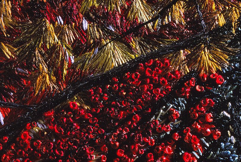 1_21_87suzcohas15_lb