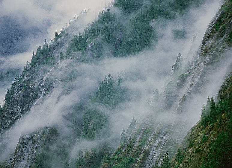 VERTICAL MICROFORESTS STEAMING AFTER A RAIN, 2002