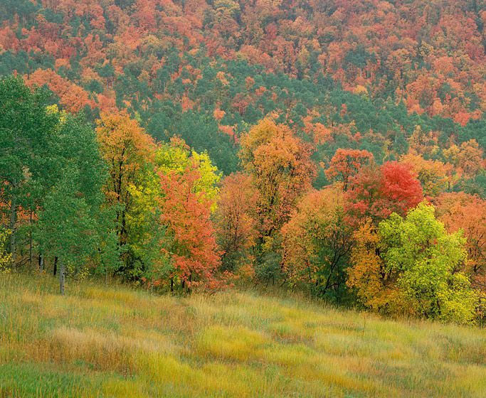 MEADOW IN THE RAIN , 1988