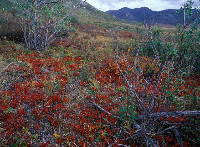 (UNTITLED)Photograph not currently available as print. For commercial use and reproduction rights contact our studios at peace2rth@mac.com. (UNTITLED)