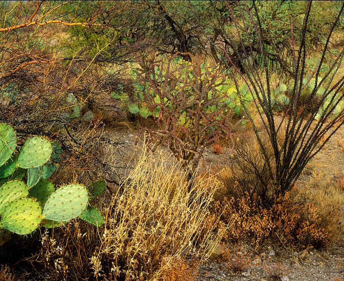 AFTER THE RAIN/HOMAGE TO ERNST,  199220” x 24”/$95024” x 30”/$1,50030” x 40”/$2,250The signed, limited edition of 27, includes all of the above sizes.  Print will be shipped directly to client's framer.5 prints are available at 48" x 65". Current price: $5,500. AFTER THE RAIN/HOMAGE TO ERNST,  1992