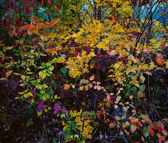 BREWSTER BOOGIE WOOGIE, #11, 1981All prints are VINTAGE Cibachrome/Ilfochromemade prior to 1985 by Master Printer, Michael Wilder.ORDER FROM CHAOS, NEW WORK and NEW WORK, TOO a complete portfolio of 18-signed, limited edition prints w/catalog: $150,000 (Only 1 complete portfolio is still available.) BREWSTER BOOGIE WOOGIE, #11, 1981