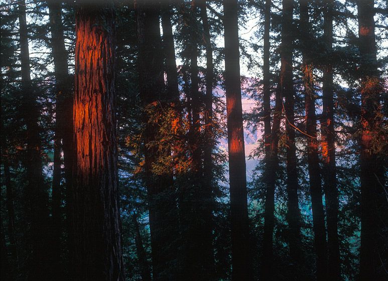 (UNTITLED)Photograph not currently available as print.  For commercial use and reproduction rights contact our studios at peace2rth@mac.com. (UNTITLED)