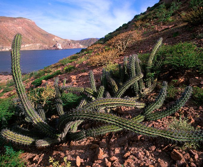 (UNTITLED)Photograph not currently available as print.  For commercial use and reproduction rights contact our studios at peace2rth@mac.com. (UNTITLED)