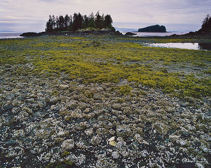 WHEN THE TIDE IS OUT, THE TABLE IS SET, 1986