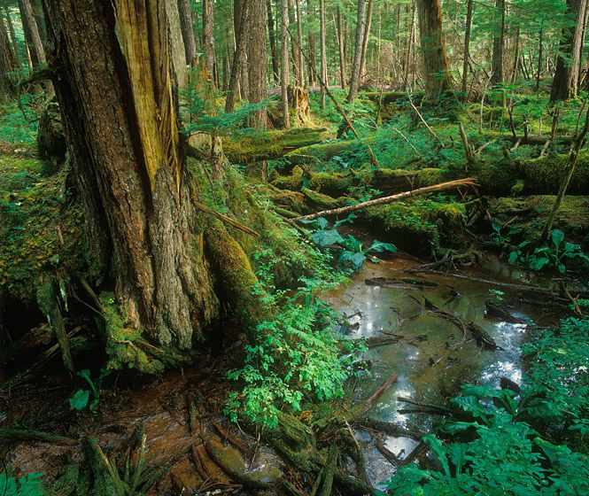 OLD GROWTH, TRAP BAY, 1986