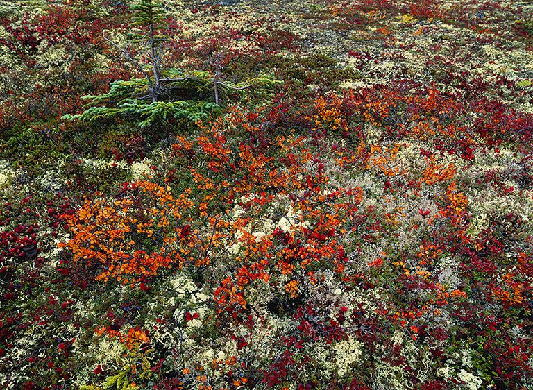 IT'S A SMALL WORLD, 200920" x 24" / $1,50024" x 30" / $2,25030" x 40" / $3,500The signed, limited edition of 21, includes all of the above sizes. Print will be shipped directly to client's framer. IT'S A SMALL WORLD, 2009