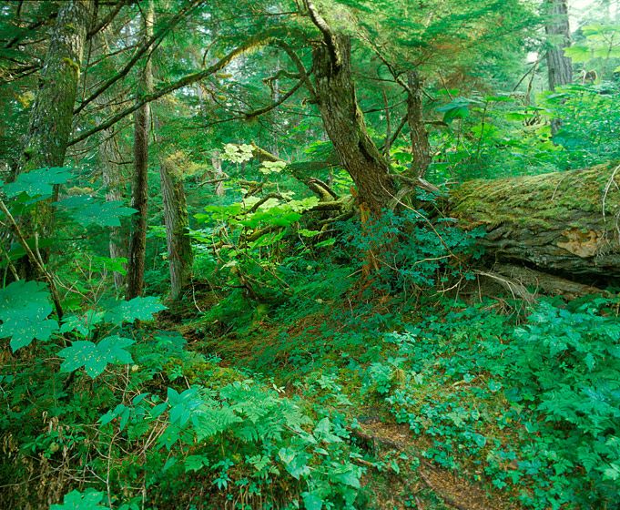 BEAR TRAIL IN OLD GROWTH (AINM), 1986