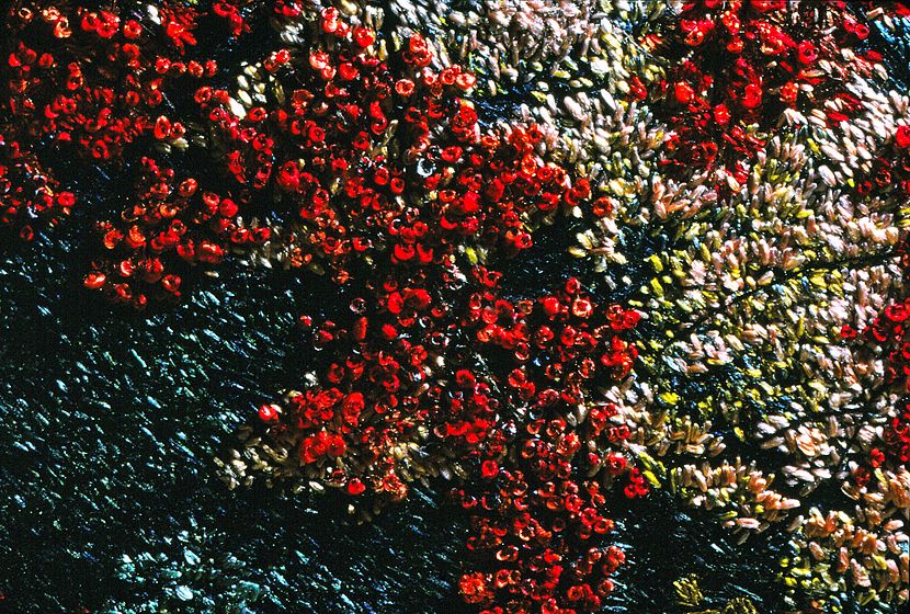 1_22_87suzcohas10_lb