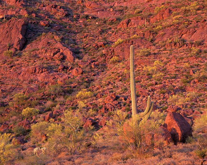 (UNTITLED)Photograph not currently available as print.  For commercial use and reproduction rights contact our studios at peace2rth@mac.com. (UNTITLED)