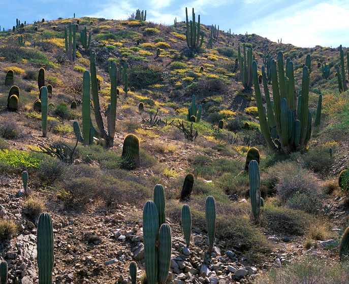 (UNTITLED)Photograph not currently available as print.  For commercial use and reproduction rights contact our studios at peace2rth@mac.com. (UNTITLED)