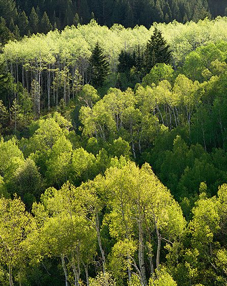 ONE OF THE 3-DIMENSIONAL POSSIBILITIES OF SPRING, 1990