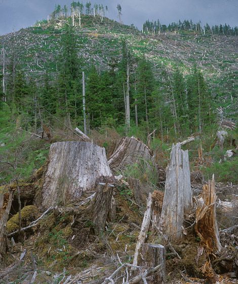 SMOKEY-THE-BEAR'S REAL AGENDA, 1993