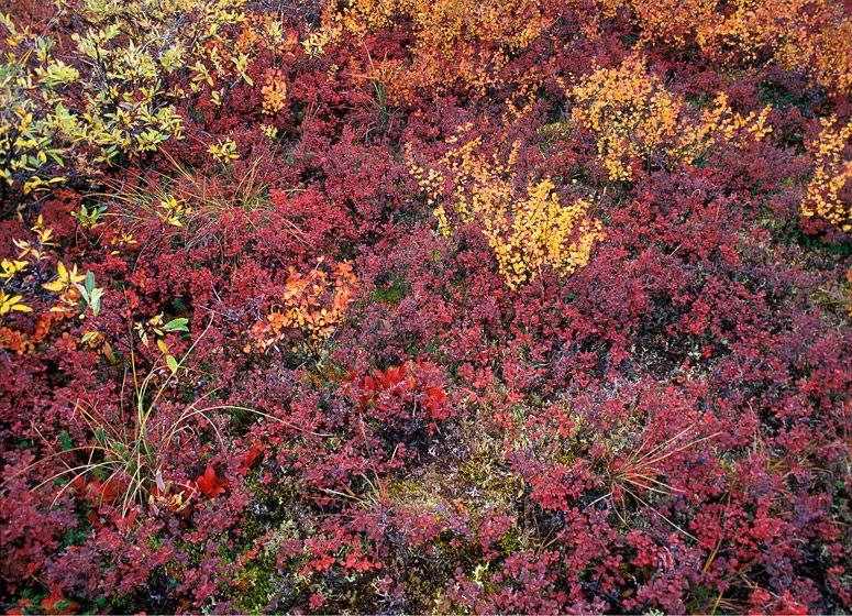 (UNTITLED)Photograph not currently available as print. For commercial use and reproduction rights contact our studios at peace2rth@mac.com. (UNTITLED)