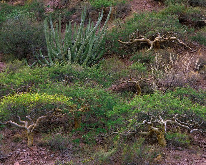 (UNTITLED)Photograph not currently available as print.  For commercial use and reproduction rights contact our studios at peace2rth@mac.com. (UNTITLED)