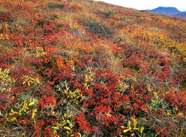 (UNTITLED)Photograph not currently available as print. For commercial use and reproduction rights contact our studios at peace2rth@mac.com. (UNTITLED)