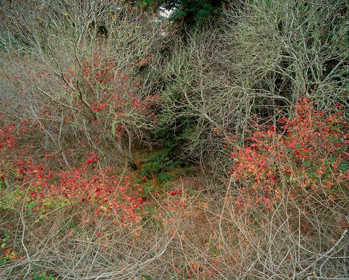 (UNTITLED)Photograph not currently available as print.  For commercial use and reproduction rights contact our studios at peace2rth@mac.com. (UNTITLED)