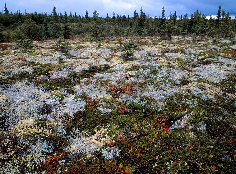 NO PEBBLE MINE #6, Pictures from Ground Zero: Besides a massive complex of roads that will define the Pebble mine extraction site, a long "haul" road must be built to get minerals out. The haul road will bridge the New Halen River coming out of Lake Clark National Park; it will run adjacent the shoreline of Lake Iliamna for miles bridging/disrupting dozens of salmon streams and possibly the unique species of freshwater seal that lives in the lake. TUNDRA AND SPRUCE