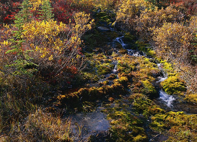 LUXURIANT AFTERNOON, ZEN GARDEN, 2009