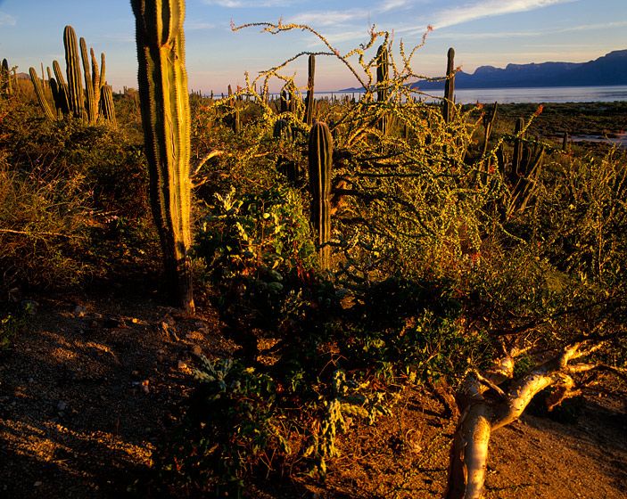 (UNTITLED)Photograph not currently available as print.  For commercial use and reproduction rights contact our studios at peace2rth@mac.com. (UNTITLED)