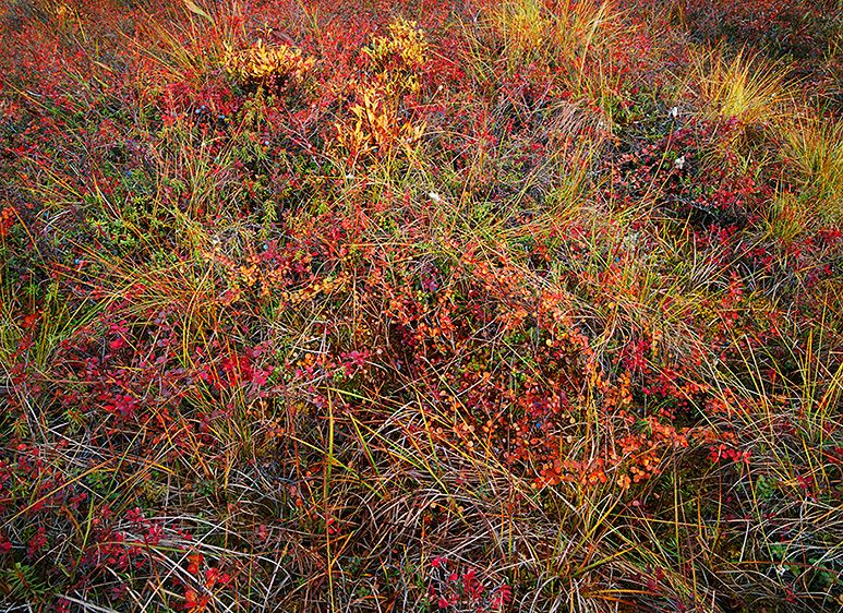 TUNDRA GROVELING AGAIN, 2006