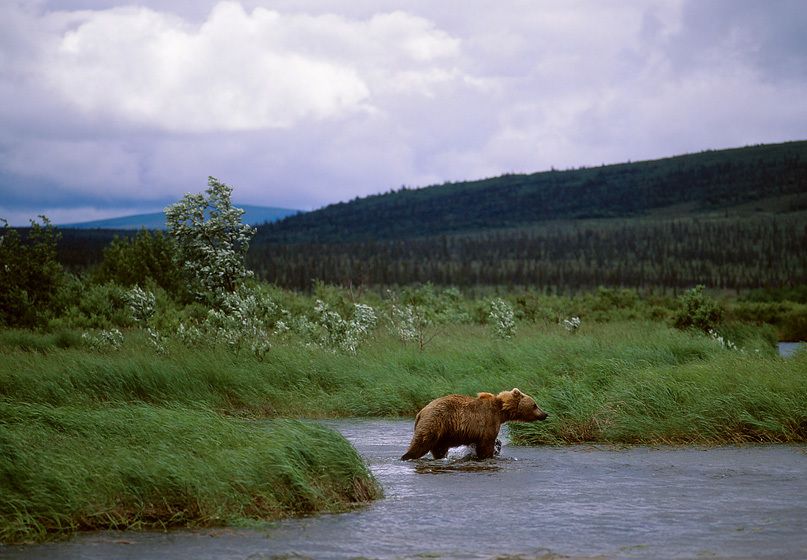 NO PEBBLE MINE #15, Pictures from Ground Zero: Bristol Bay, the most productive commercial salmon fishery in the history of the world is not the only renewable resource at risk if the Pebble Mine is developed. This industrial mega-development will impact, 2 national parks, 3 national wildlife refuges, and 4 state-designated sanctuaries - home not just to fish, but bear, moose, caribou, wolf, walrus, marten, fox, eagle and 1000's of migratory birds. BLOWING AGAINST THE WIND