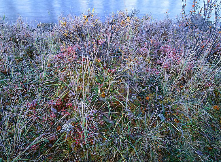 FALL FROST at the RIVER'S EDGE, 199916" x 20" / $95020” x 24” / $1,50024” x 30” / $2,25030” x 40” / $3,500The signed, limited edition of 33, includes all of the above sizes. Print will be shipped directly to client's framer.48" x 65" edition of 7Current price: $6,500 FALL FROST AT THE RIVER'S EDGE, 1999