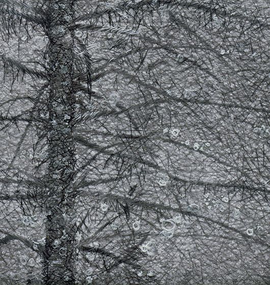 1_11_snowfalldetail1_lb