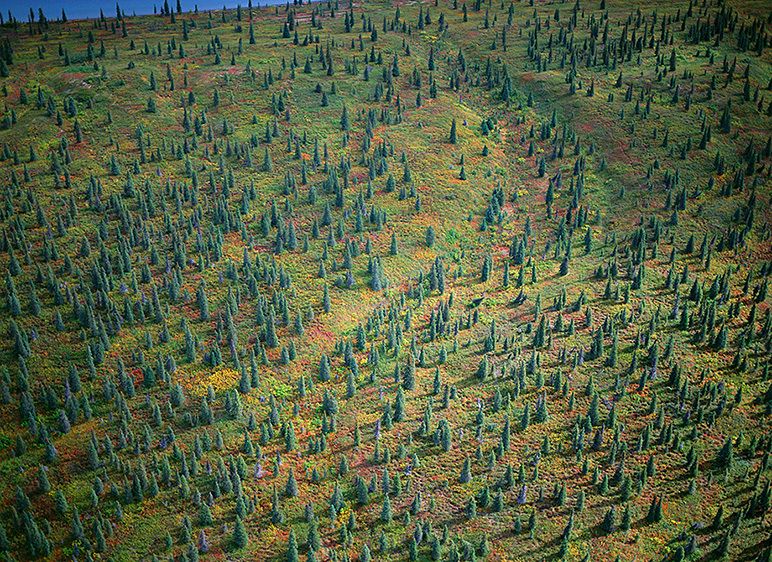 SPRUCE AND TUNDRA AT THE EDGE OF A LAKE, 200020” x 24” / $1,50024” x 30” / $2,250The signed, limited edition of 21, includes all of the above sizes. Print will be shipped directly to client's framer. SPRUCE AND TUNDRA AT THE EDGE OF A LAKE, 2000