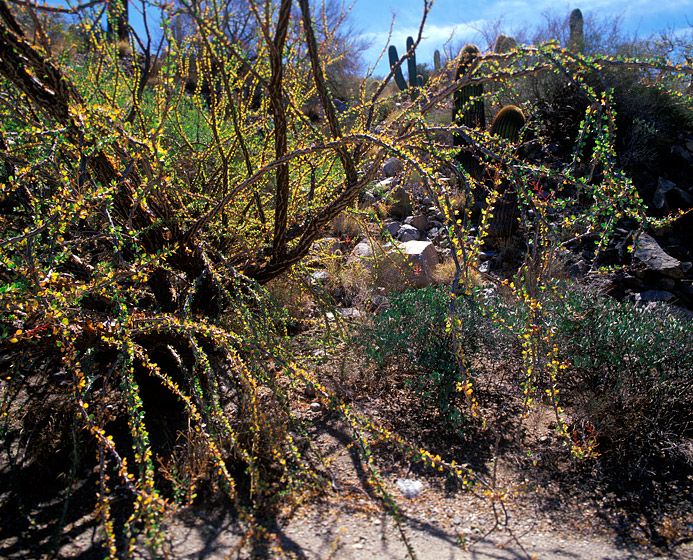 (UNTITLED)Photograph not currently available as print.  For commercial use and reproduction rights contact our studios at peace2rth@mac.com. (UNTITLED)