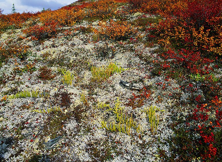 LYCHAPODIUM AND MOSS, 2009Photograph not currently available as print. For commercial use reproduction rights contact our studios at: peace2rth@mac.com LYCHAPODIUM AND MOSS, 2009