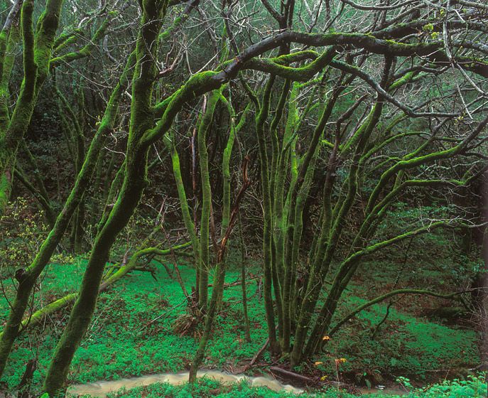 (UNTITLED)Photograph not currently available as print.  For commercial use and reproduction rights contact our studios at peace2rth@mac.com. (UNTITLED)