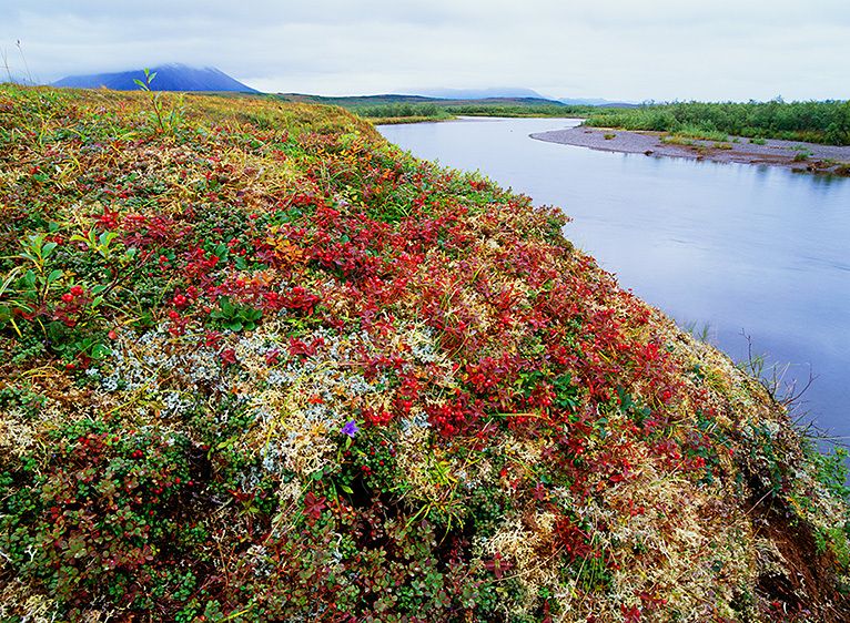 GOODNEWS RIVER, TOGIAK REFUGE, 199920” x 24” / $1,50024” x 30” / $2,25030” x 40” / $3,500The signed, limited edition of 21, includes all of the above sizes. Print will be shipped directly to client's framer. GOODNEWS RIVER, TOGIAK REFUGE, 1999