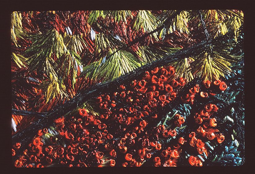 20" x 24"Random stitches, Looping stiches, and Bundle stitches RED MAPLE, BLACK TRUNK (Detail 1)