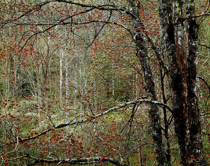 WINDOW IN THE FOREST, 1982All prints are VINTAGE Cibachrome/Ilfochromemade prior to 1985 by Master Printer, Michael Wilder.ORDER FROM CHAOS, NEW WORK and NEW WORK, TOO a complete portfolio of 18-signed, limited edition prints w/catalog: $150,000 (Only 1 complete portfolio is still available.) WINDOW IN THE FOREST, 1982